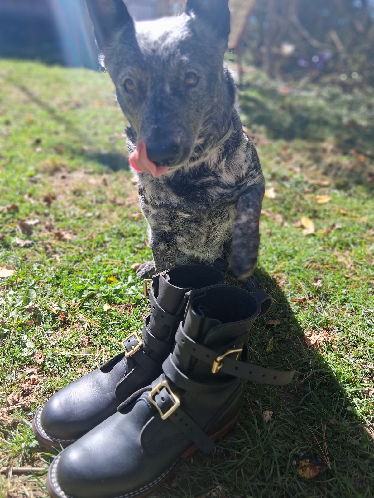 Photo by bootsndogs on October 1, 2025 of the Nicks TankerPro in Seidel 1964 Black.