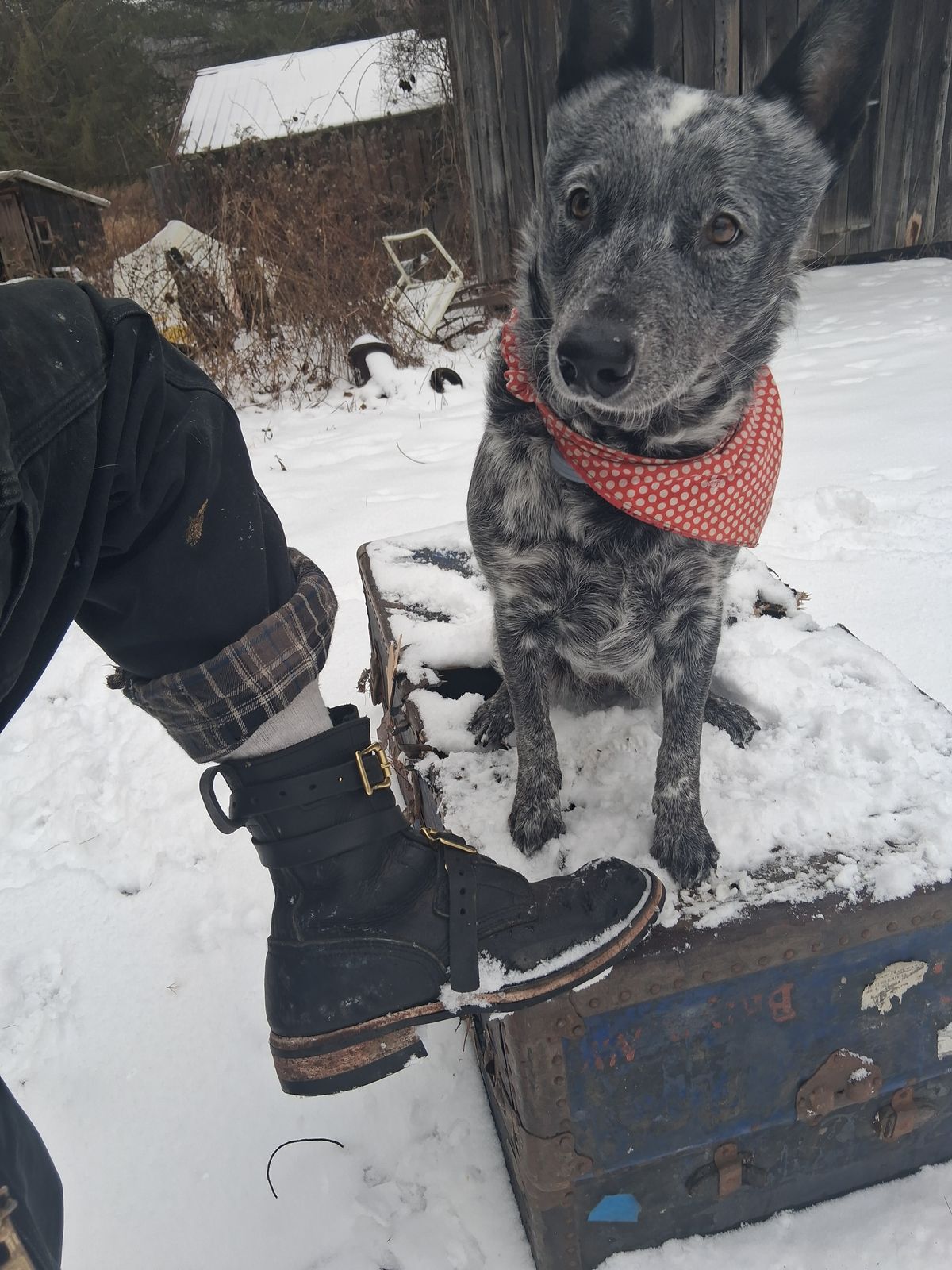 Photo by bootsndogs on January 5, 2026 of the Nicks TankerPro in Seidel 1964 Black.