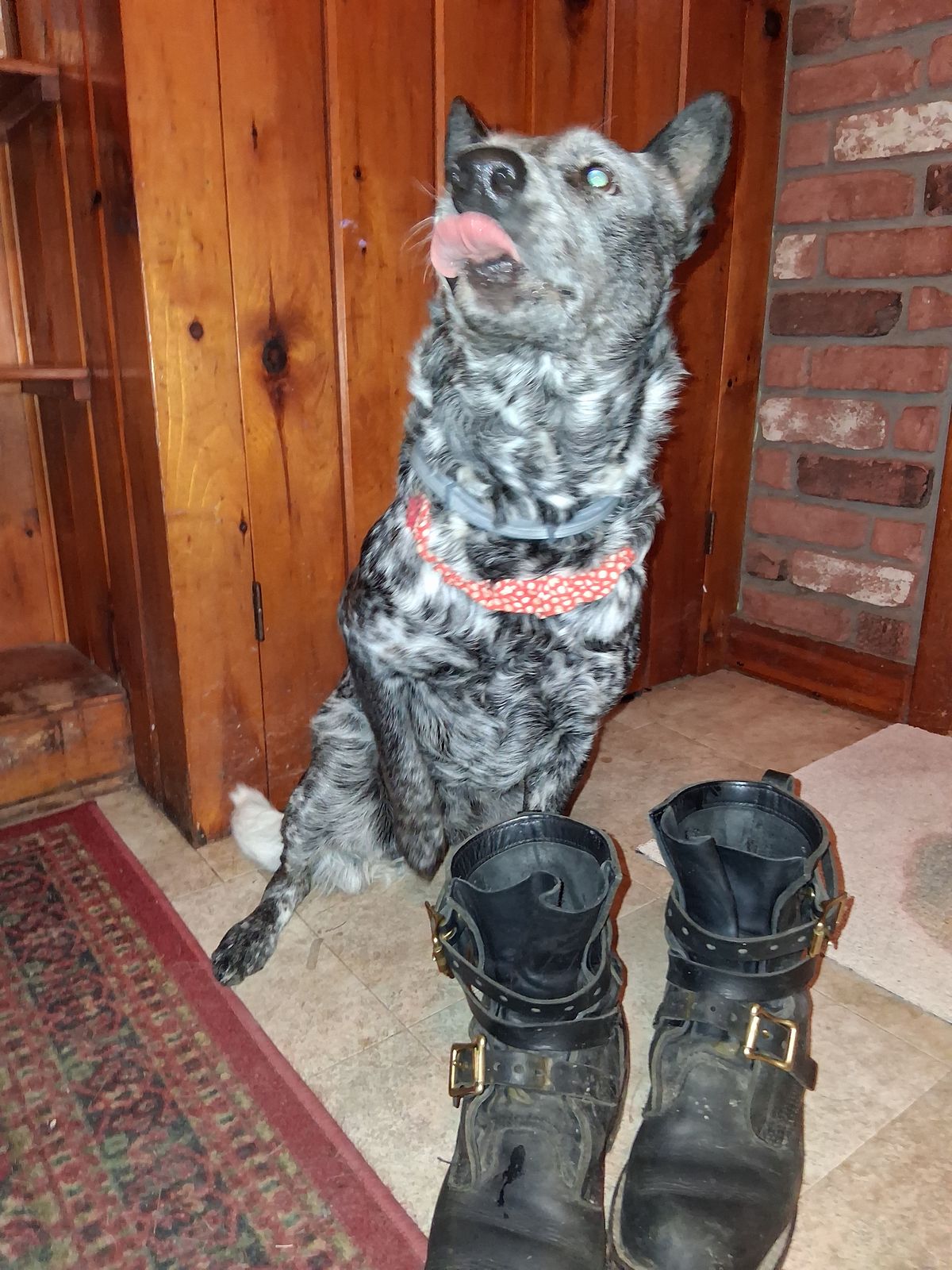 Photo by bootsndogs on April 6, 2026 of the Nicks TankerPro in Seidel 1964 Black.