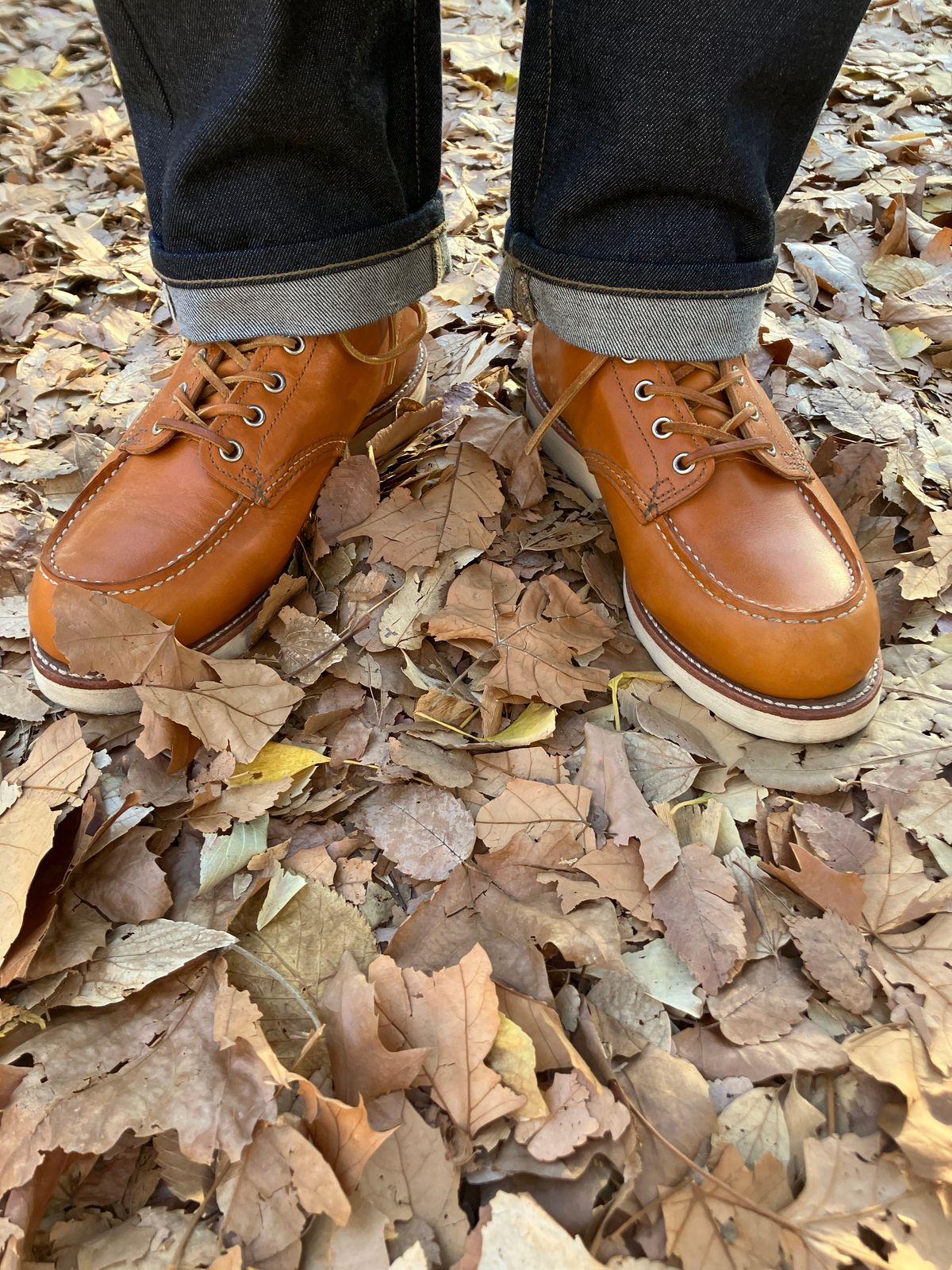 Photo by maru on December 22, 2024 of the Red Wing 6-Inch Classic Moc in S.B. Foot Sequoia Gold Russet.
