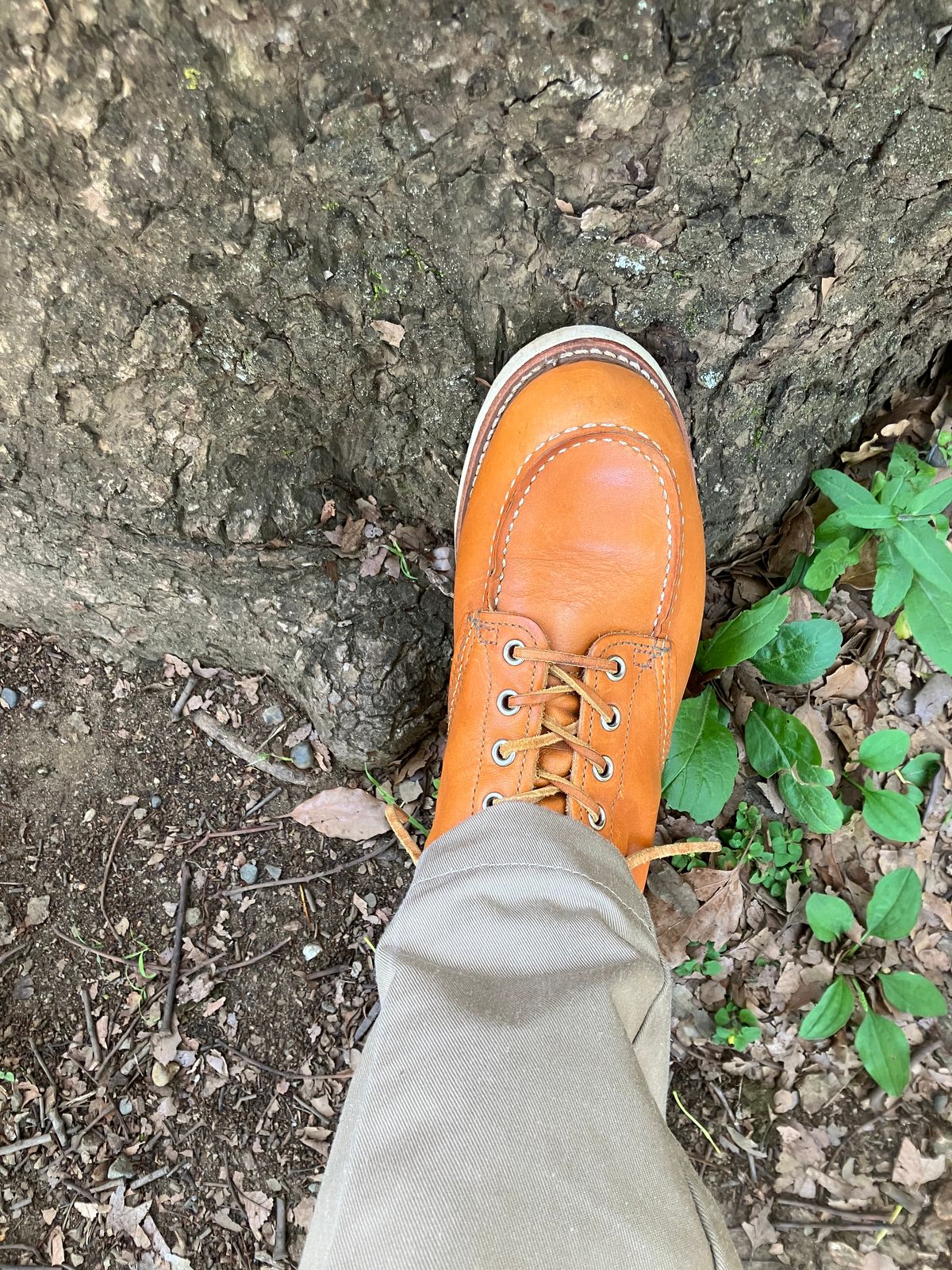 Photo by maru on June 22, 2025 of the Red Wing 6-Inch Classic Moc in S.B. Foot Sequoia Gold Russet.
