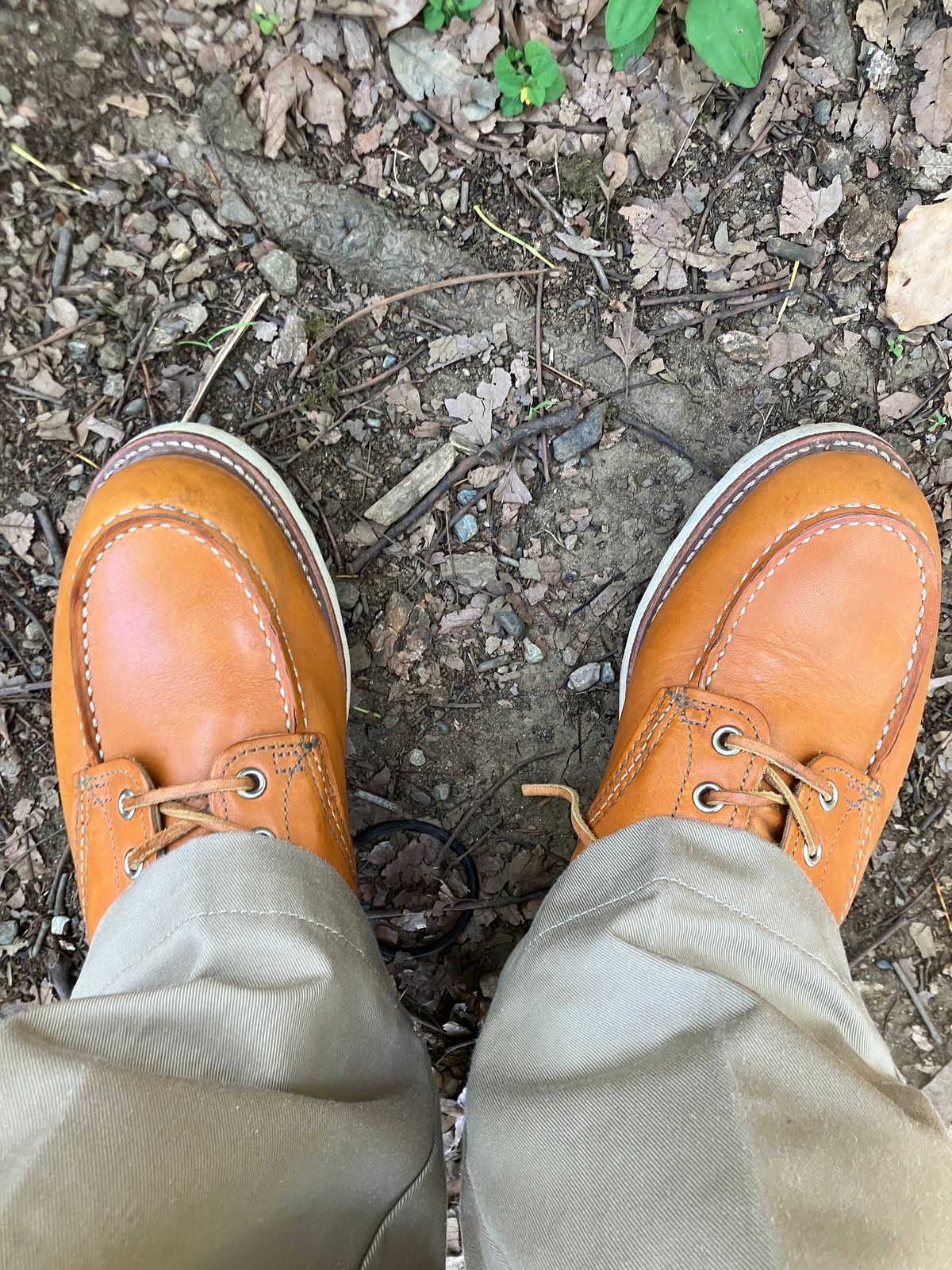 Photo by maru on June 22, 2025 of the Red Wing 6-Inch Classic Moc in S.B. Foot Sequoia Gold Russet.