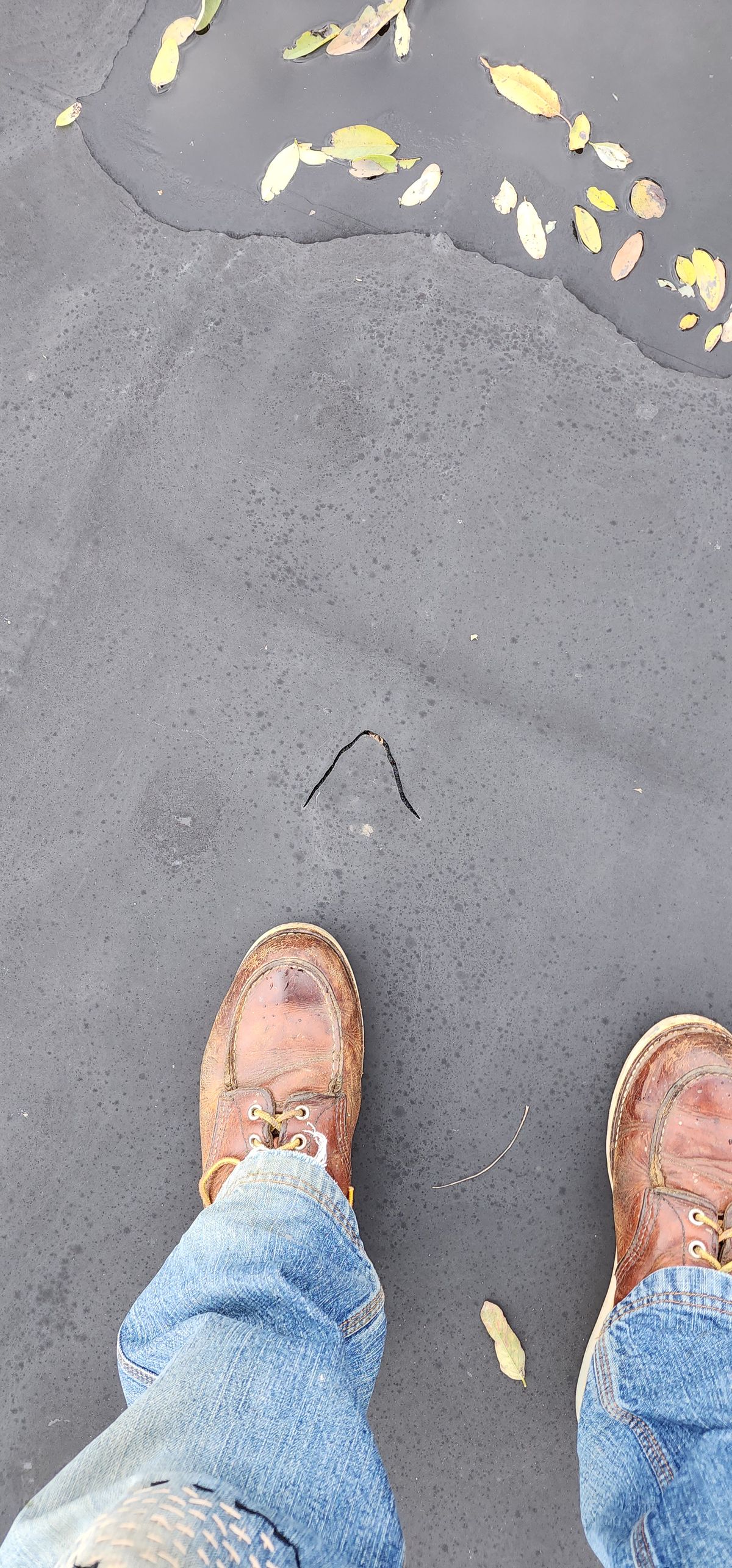 Photo by Phil_ejac on October 18, 2023 of the Red Wing 6-Inch Classic Moc in S.B. Foot Oro Legacy.