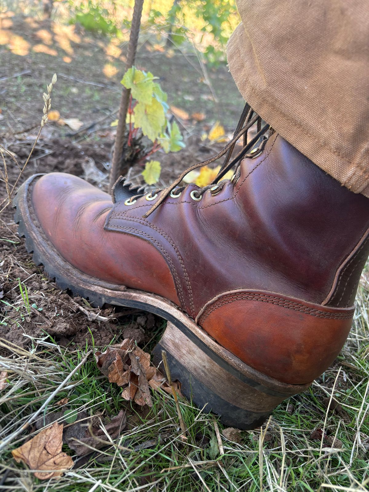 Photo by redmarengo on October 7, 2025 of the Frank's Boots Front Range in Wickett & Craig Chestnut Oiled Latigo & Wickett & Craig Tan Oiled Latigo & Wickett & Craig Navy Traditional Harness.
