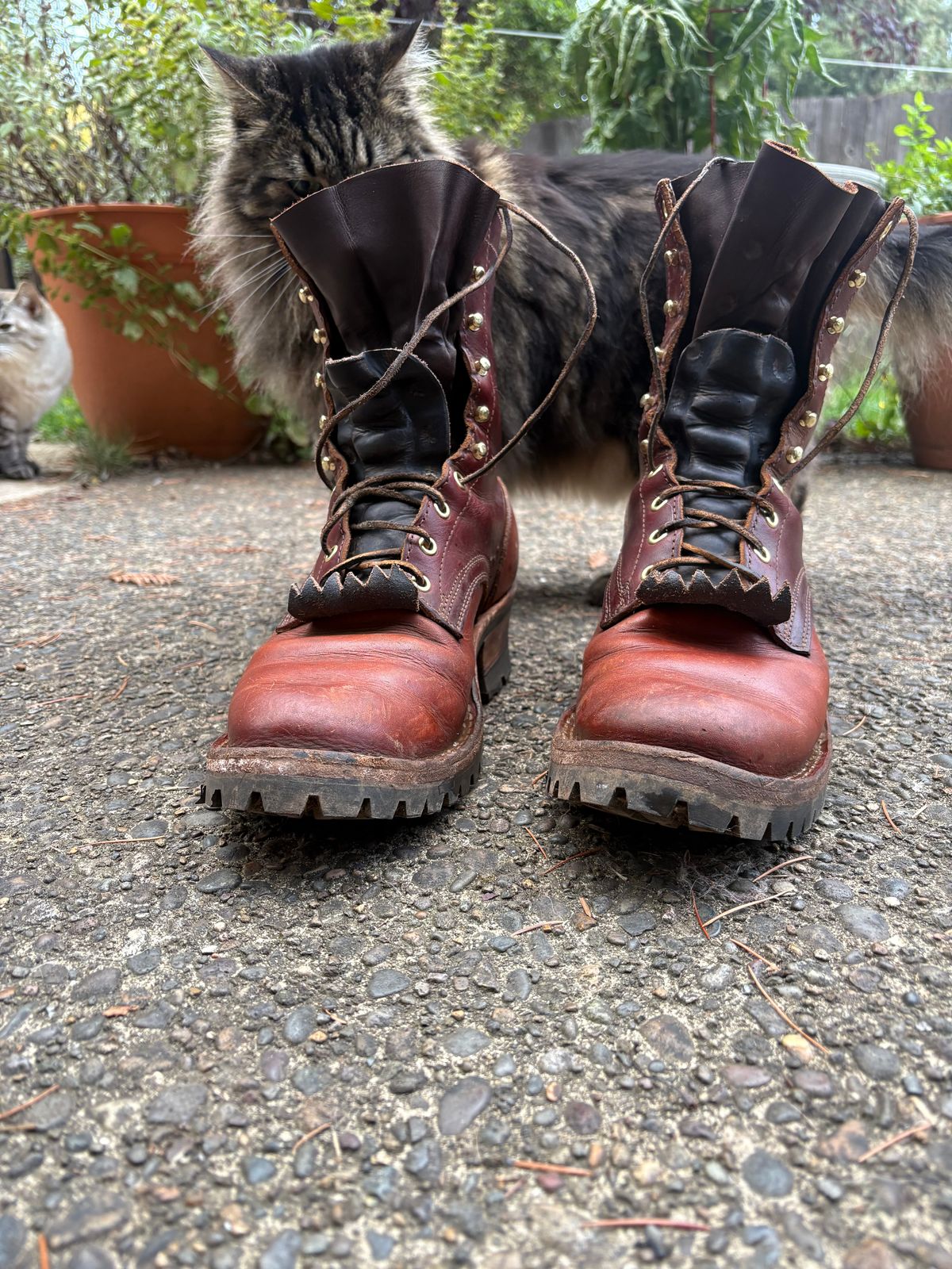 Photo by redmarengo on October 9, 2025 of the Frank's Boots Front Range in Wickett & Craig Chestnut Oiled Latigo & Wickett & Craig Tan Oiled Latigo & Wickett & Craig Navy Traditional Harness.