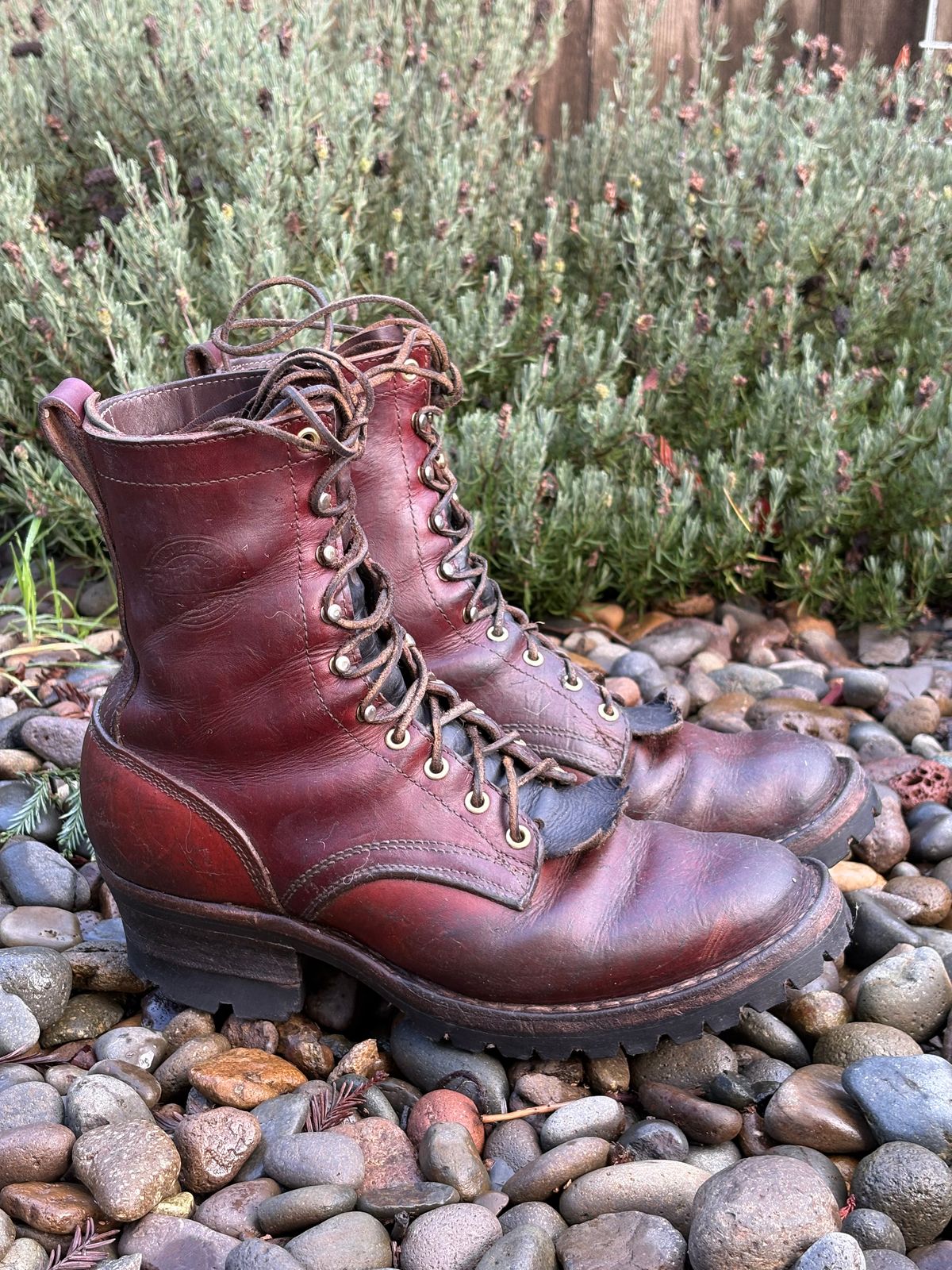 Photo by redmarengo on December 26, 2025 of the Frank's Boots Front Range in Wickett & Craig Chestnut Oiled Latigo & Wickett & Craig Tan Oiled Latigo & Wickett & Craig Navy Traditional Harness.