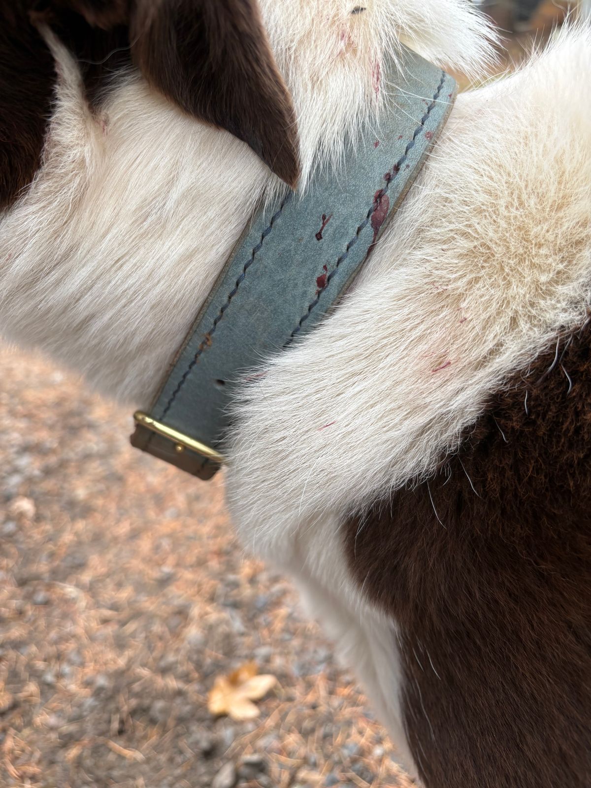 Photo by redmarengo on October 23, 2025 of the Green Hollow Gear Field Friend in Horween Storm Blue Cypress & Korba Purple Calf.