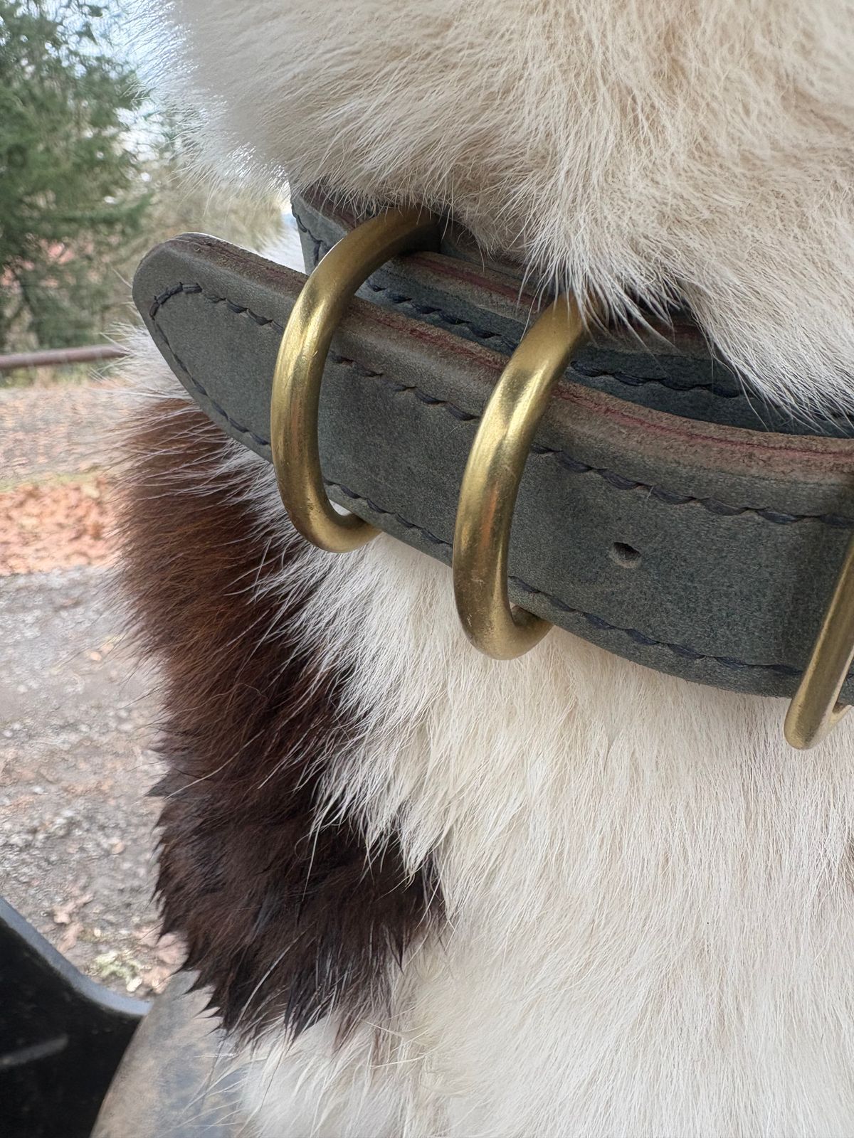 Photo by redmarengo on December 1, 2025 of the Green Hollow Gear Field Friend in Horween Storm Blue Cypress & Korba Purple Calf.