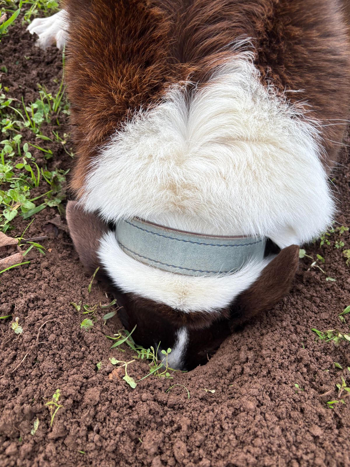 Photo by redmarengo on December 1, 2025 of the Green Hollow Gear Field Friend in Horween Storm Blue Cypress & Korba Purple Calf.