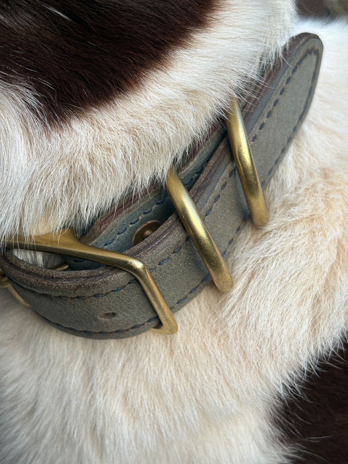 Photo by redmarengo on March 1, 2026 of the Green Hollow Gear Field Friend in Horween Storm Blue Cypress & Korba Purple Calf.