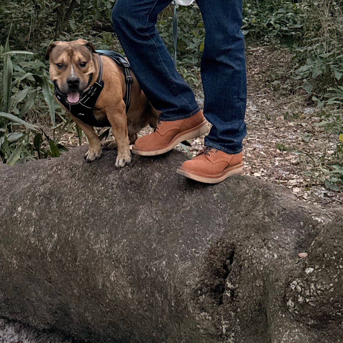 Photo by King_Stoic on January 2, 2026 of the White's C350-CS in Seidel Red Dog Oil Tan Roughout.