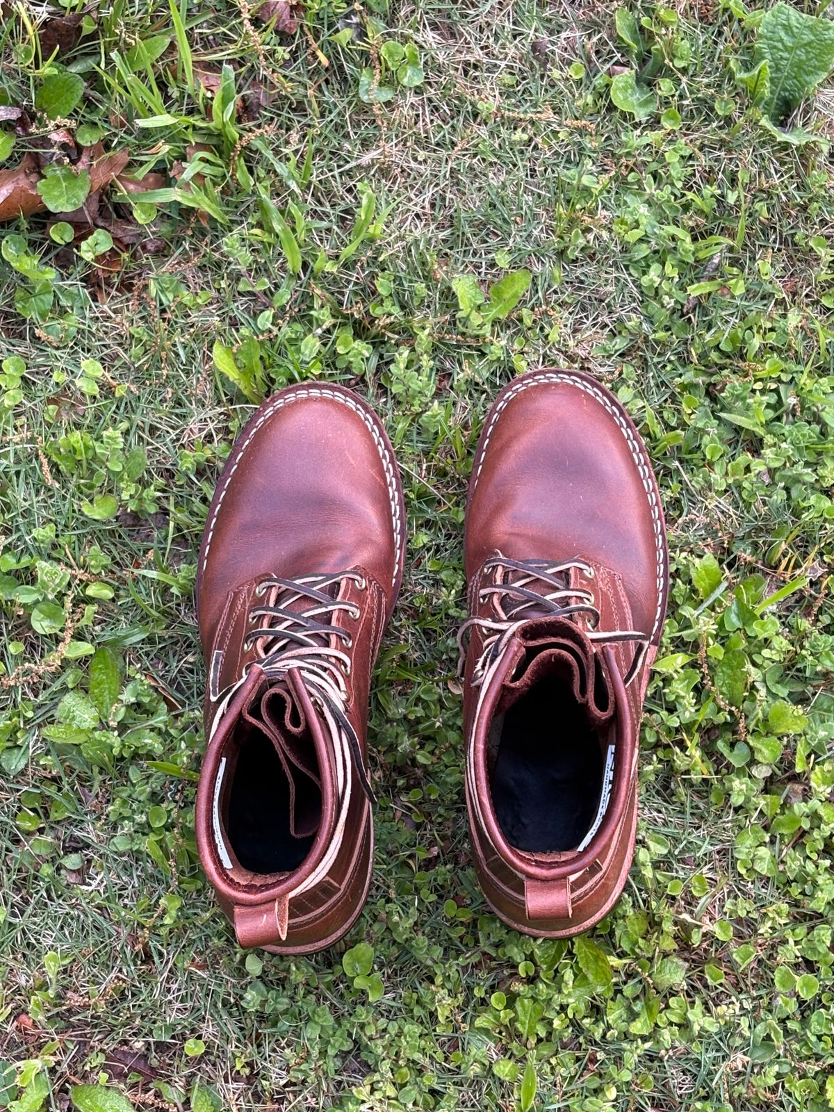 Photo by jimmyshoestrings on April 11, 2025 of the Nicks Falcon in Italian Brown Cypress.
