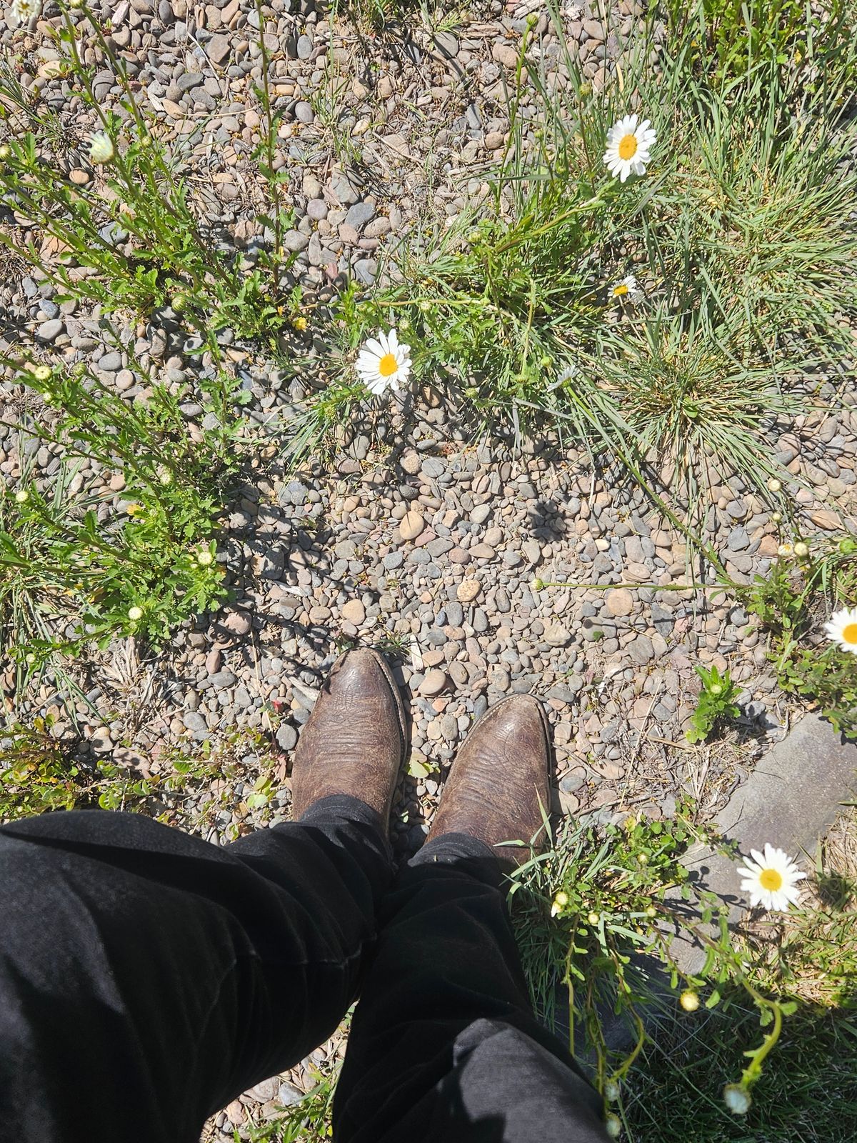 Photo by Jakesleather1505 on May 22, 2025 of the Nocona 6736 in Chocolate Bullhide And Oil Tanned Tops.