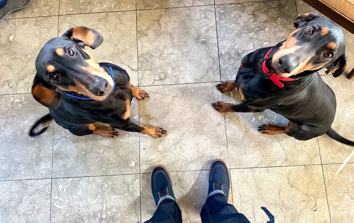 Photo by Suited_n_Booted on April 5, 2026 of the Alden Indy Boot “Blue Bell” Edition in Horween Navy Nubuck.