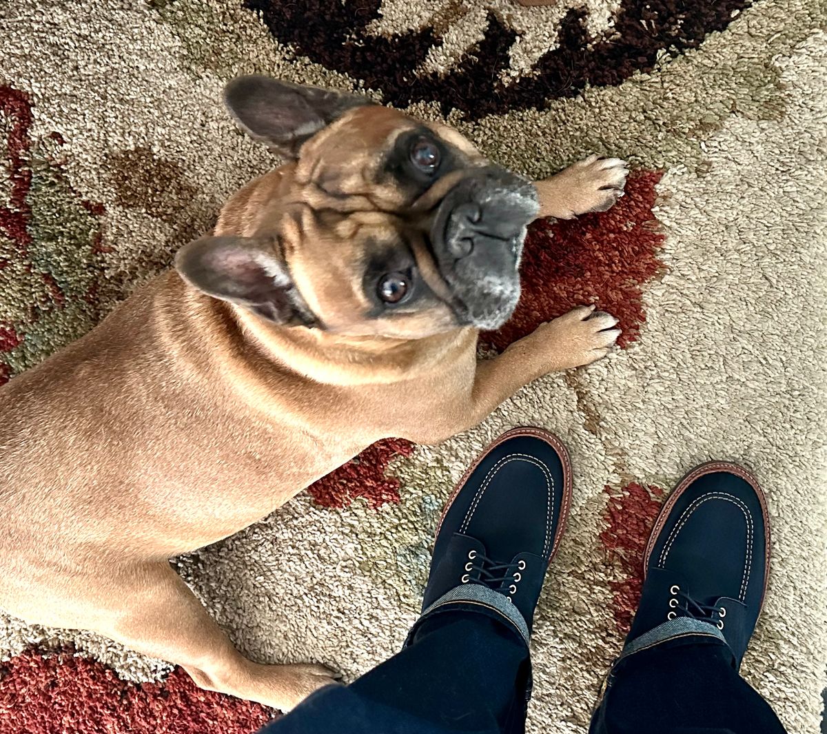 Photo by Suited_n_Booted on April 5, 2026 of the Alden Indy Boot “Blue Bell” Edition in Horween Navy Nubuck.