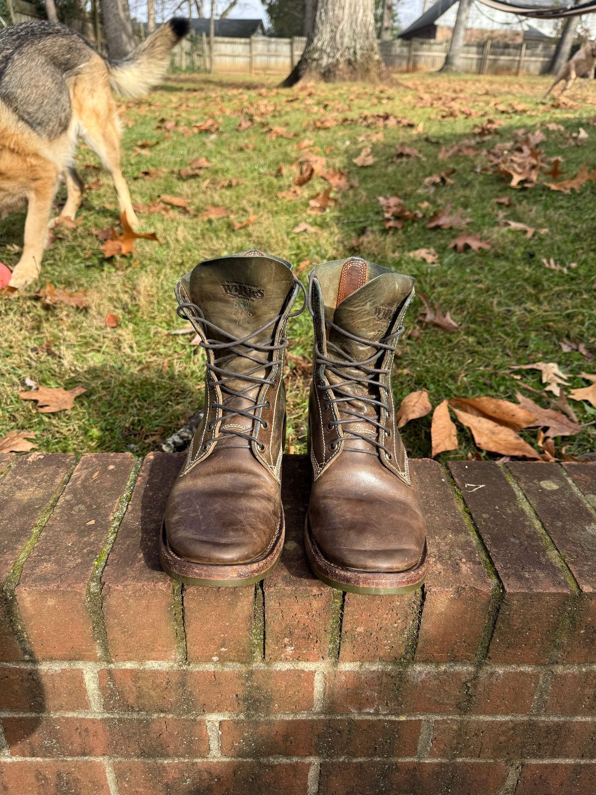Photo by DinkyDog on December 3, 2025 of the Willie's Handmade Boots Boondocker in Maryam Olive Horsebutt.