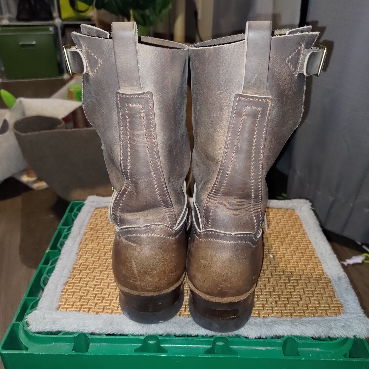 Photo by 3ringCircu5 on March 23, 2026 of the Nicks Pullman in Predator Natural.