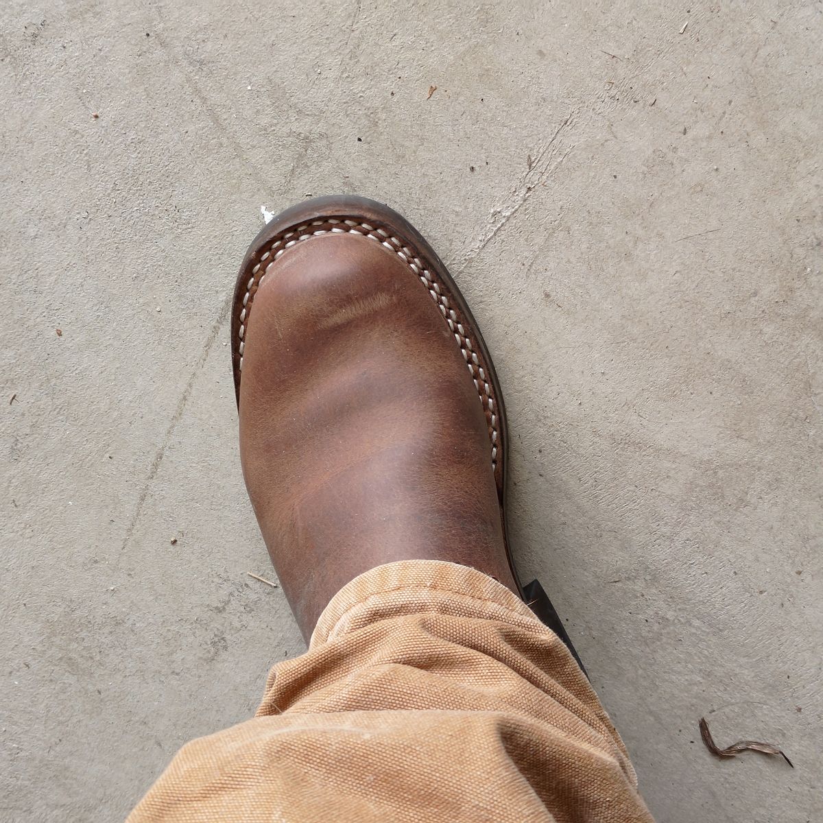 Photo by 3ringCircu5 on March 22, 2026 of the Nicks Pullman in Predator Natural.