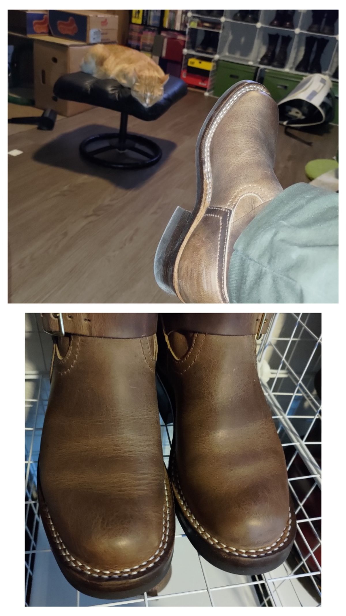 Photo by 3ringCircu5 on March 23, 2026 of the Nicks Pullman in Predator Natural.