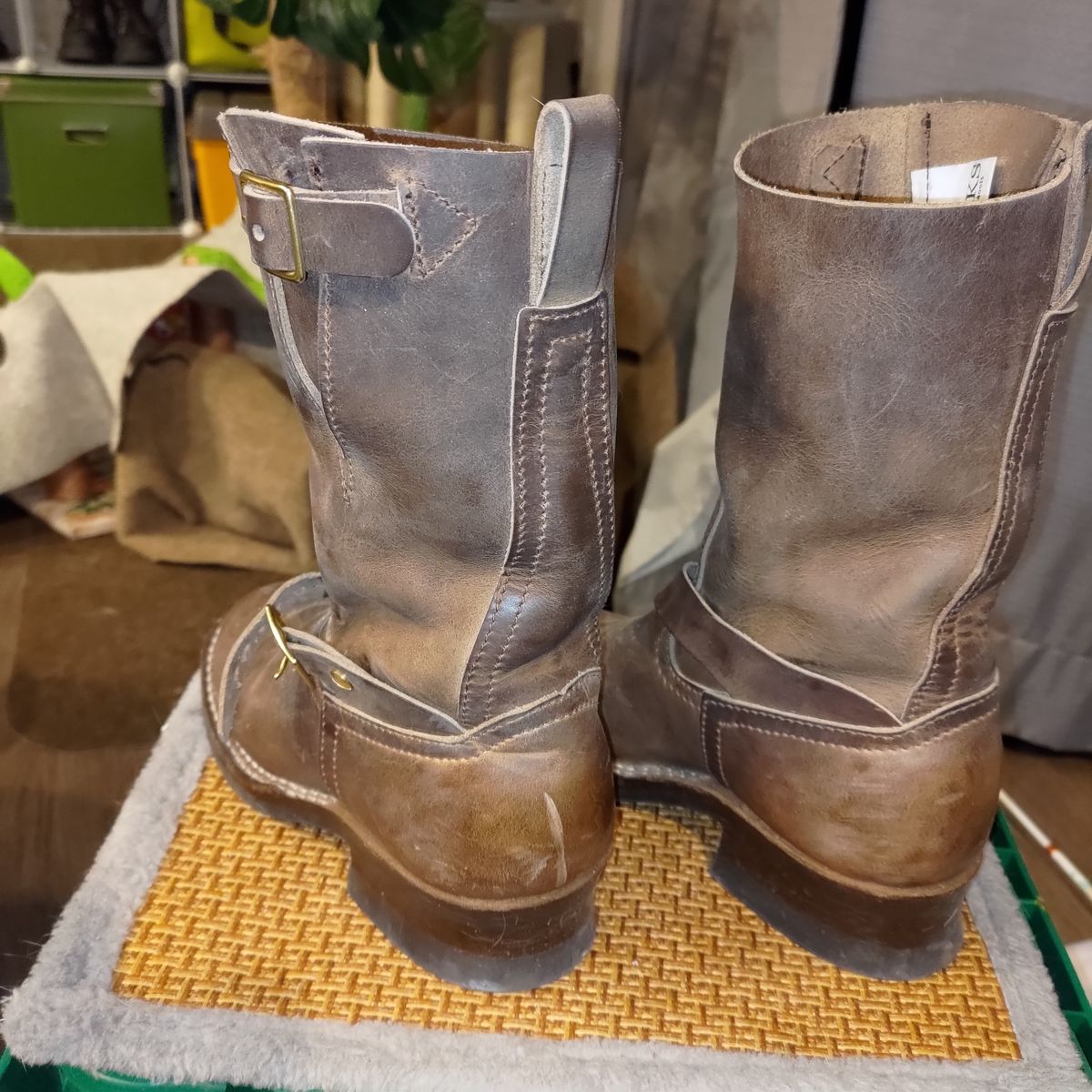 Photo by 3ringCircu5 on March 23, 2026 of the Nicks Pullman in Predator Natural.