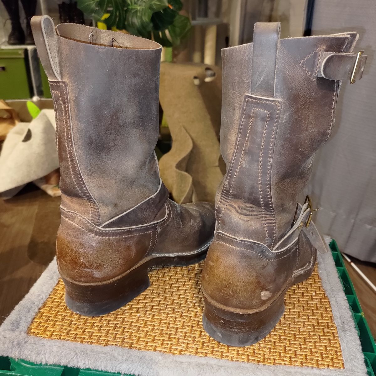 Photo by 3ringCircu5 on March 23, 2026 of the Nicks Pullman in Predator Natural.