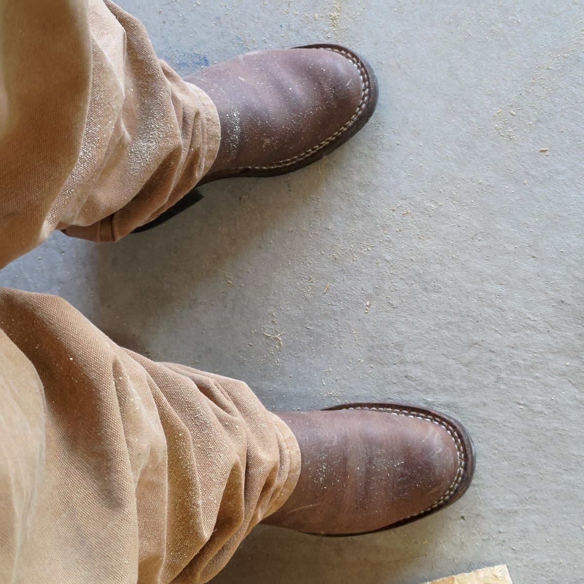 Photo by 3ringCircu5 on March 22, 2026 of the Nicks Pullman in Predator Natural.