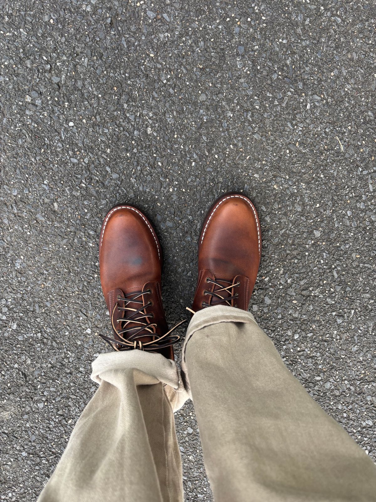 Photo by Nauta on May 27, 2026 of the Nicks Ivan in Italian Brown Cypress.