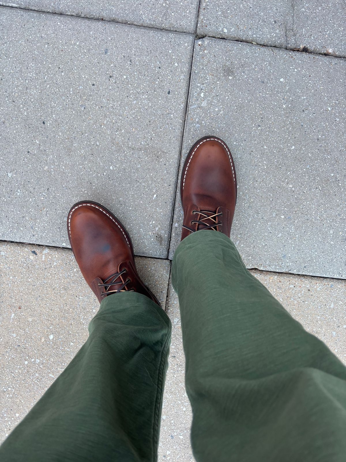 Photo by Nauta on May 28, 2026 of the Nicks Ivan in Italian Brown Cypress.