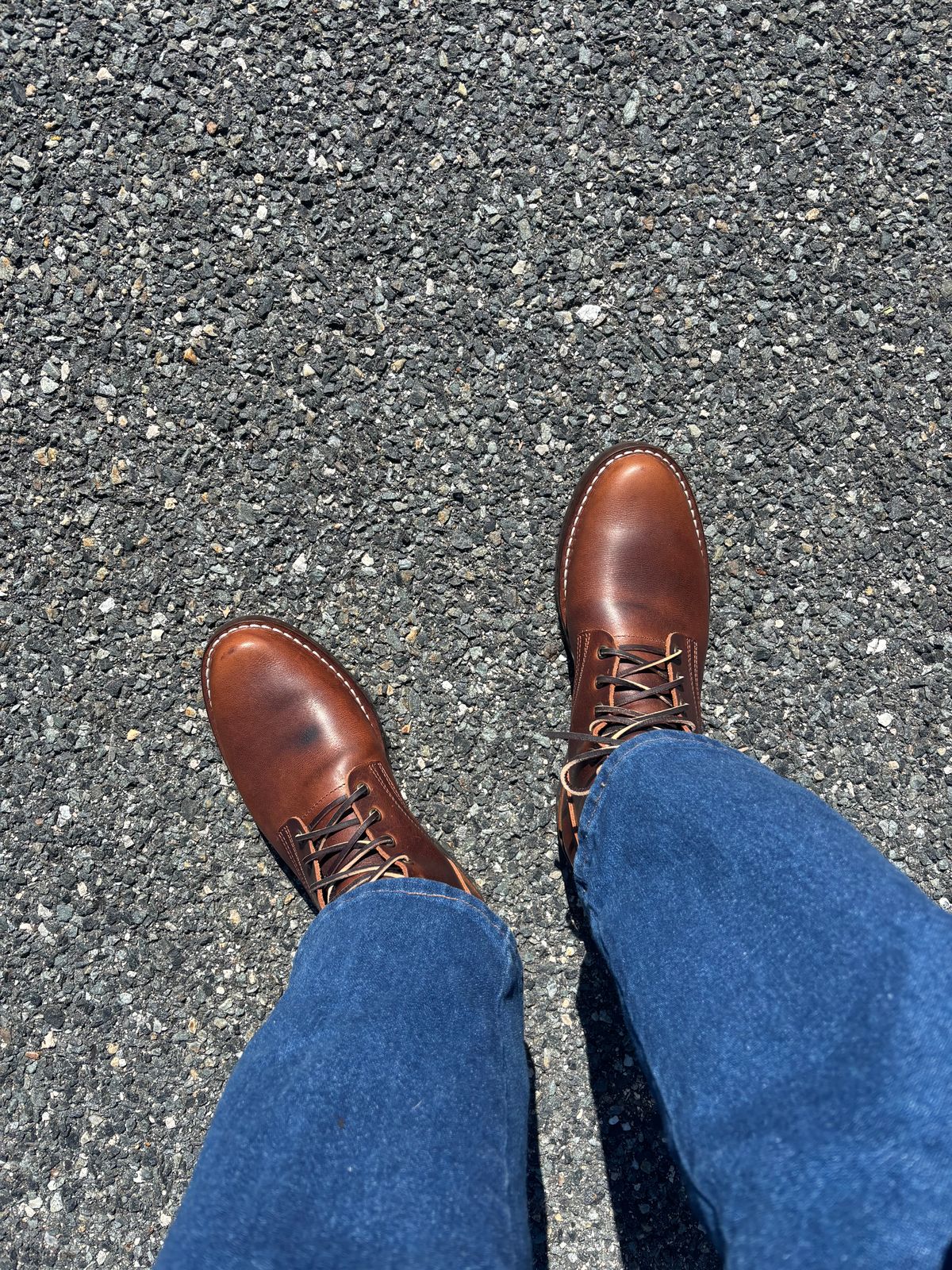 Photo by Nauta on May 29, 2026 of the Nicks Ivan in Italian Brown Cypress.