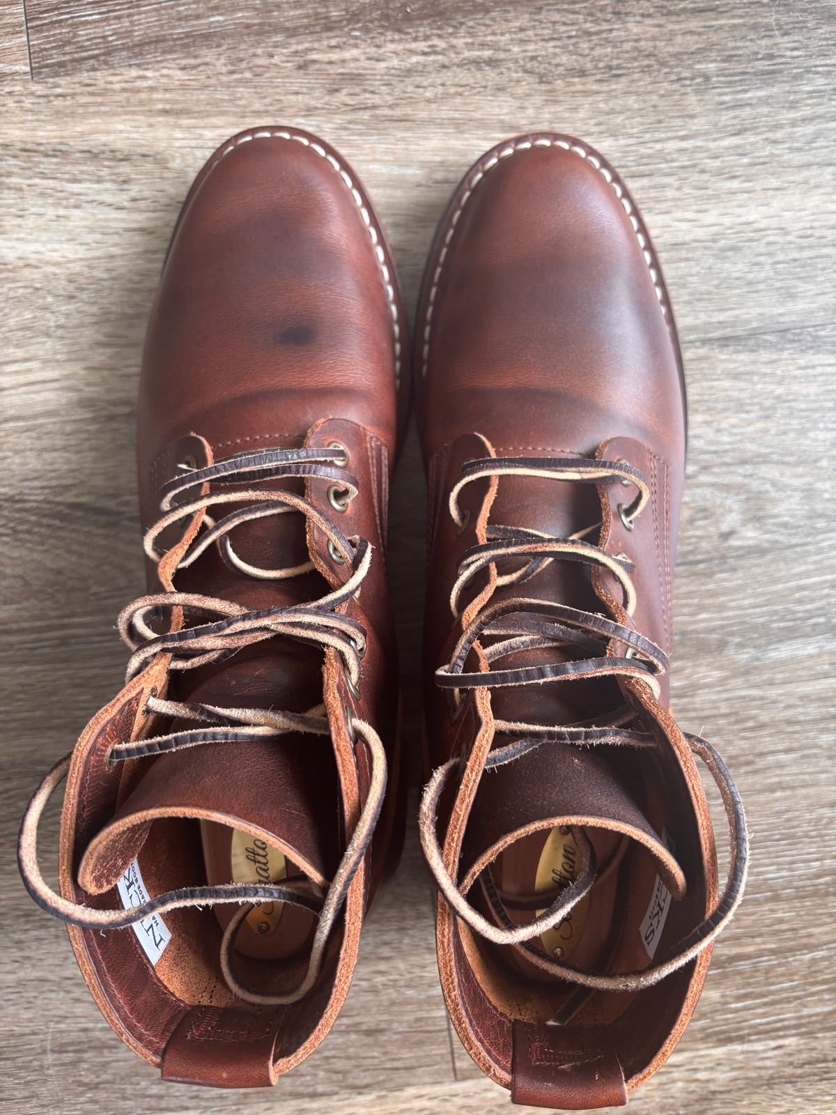 Photo by Nauta on June 21, 2026 of the Nicks Ivan in Italian Brown Cypress.