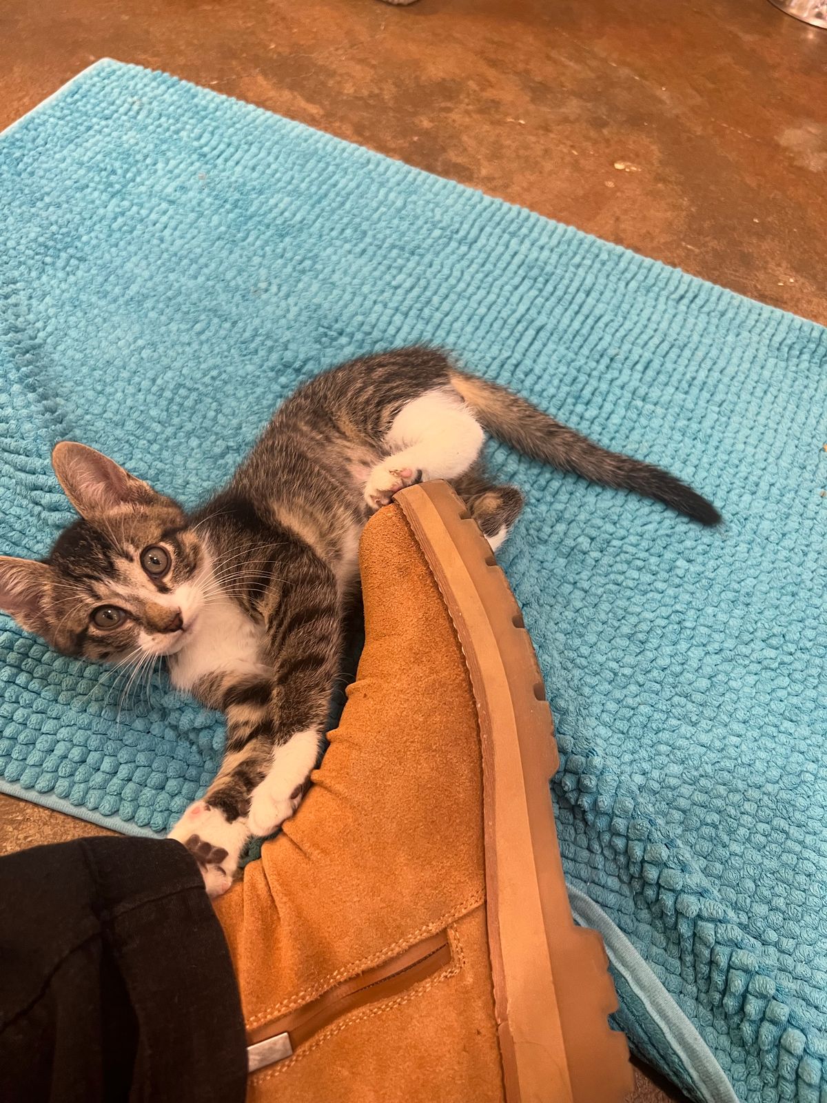 Photo by fenhems on October 17, 2025 of the earth et yonder in light brown 230 roughout.