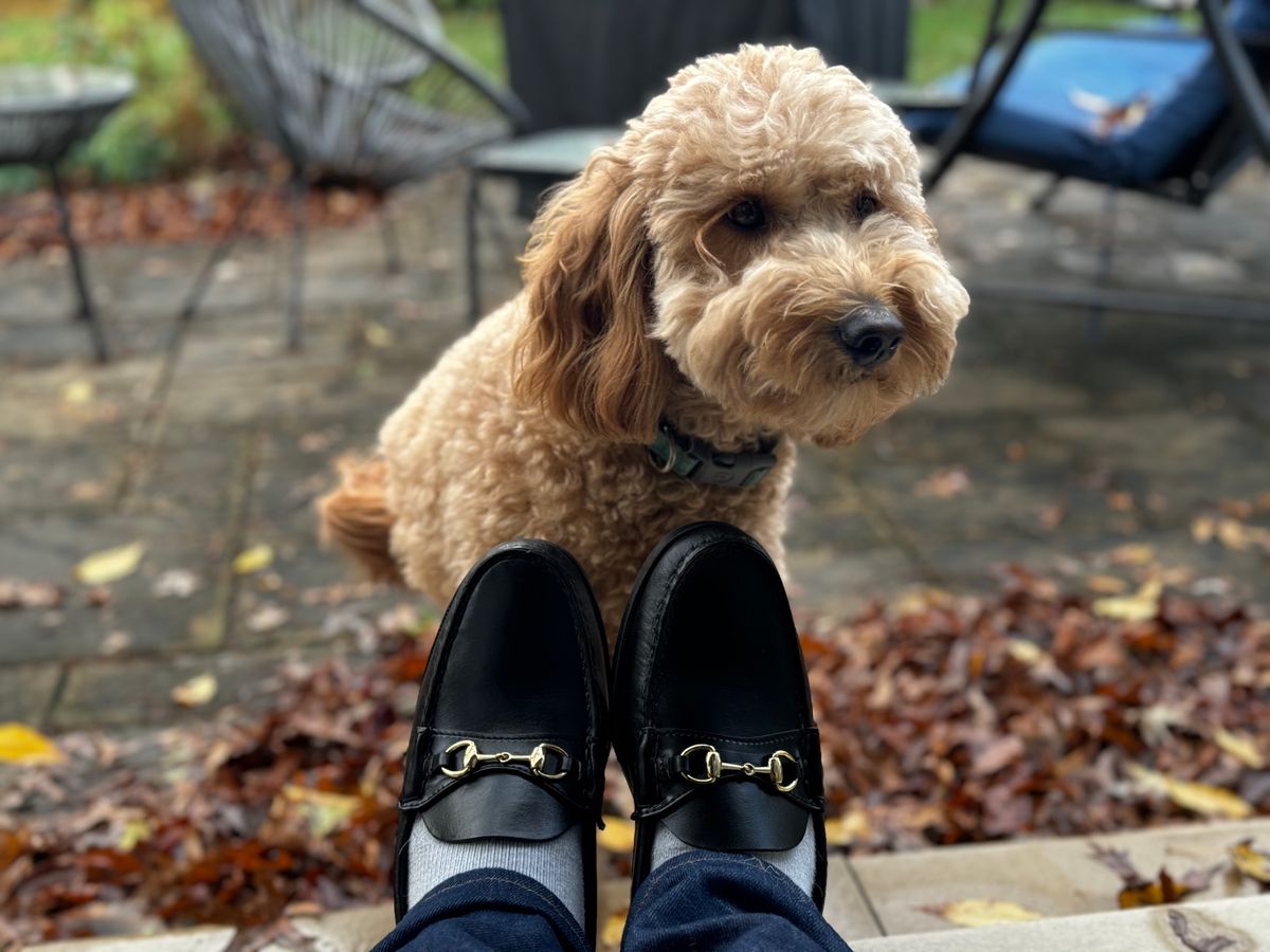 Photo by clintashlock on November 5, 2024 of the Oak Street Bootmakers Bit Moc in Teacore Black Overdye Horse Rump.