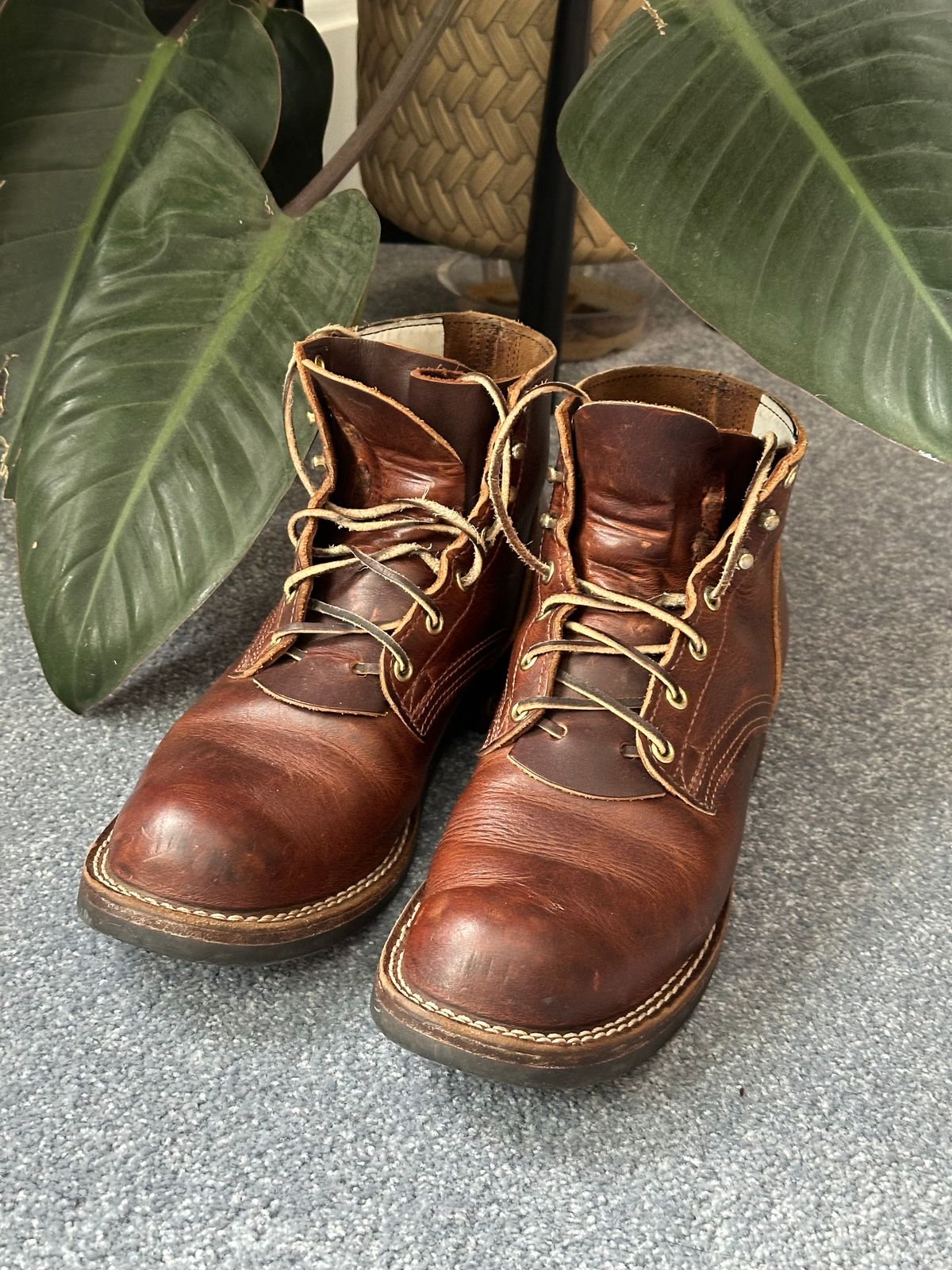 Photo by ds on March 8, 2025 of the Nicks AL64 in Italian Brown Cypress.