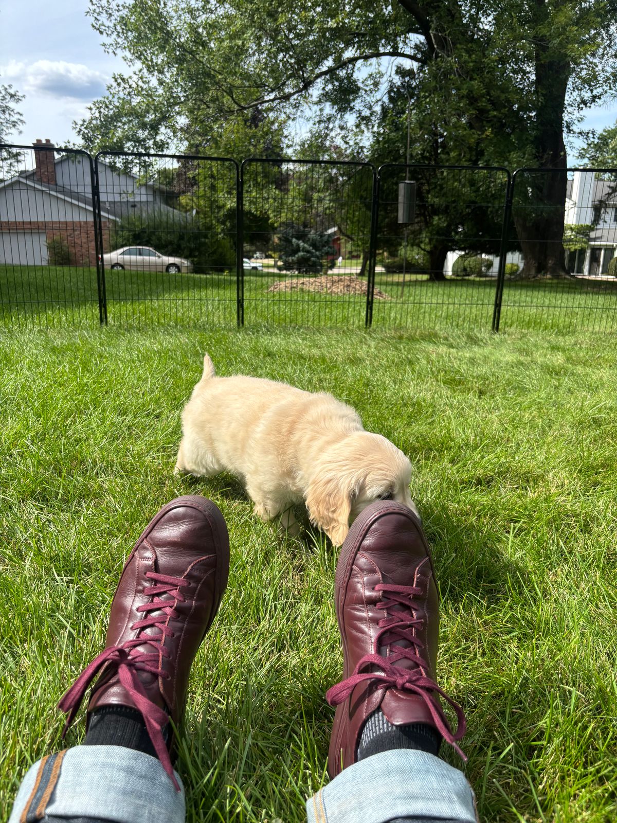 Photo by Sober_And_Faded on August 27, 2025 of the Common Projects Achilles Low Top in Unknown Oxblood.