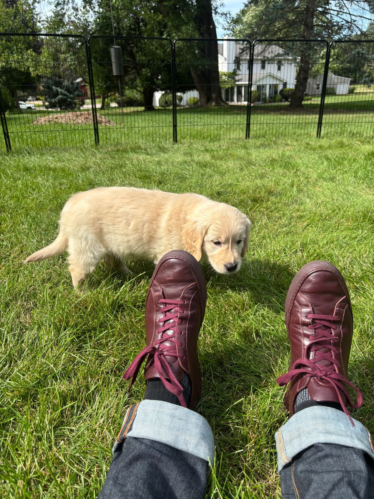 Photo by Sober_And_Faded on August 27, 2025 of the Common Projects Achilles Low Top in Unknown Oxblood.