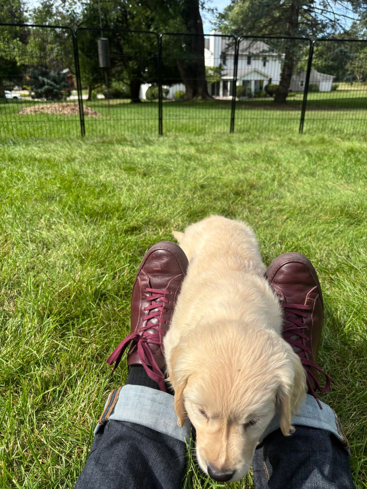 Photo by Sober_And_Faded on August 27, 2025 of the Common Projects Achilles Low Top in Unknown Oxblood.