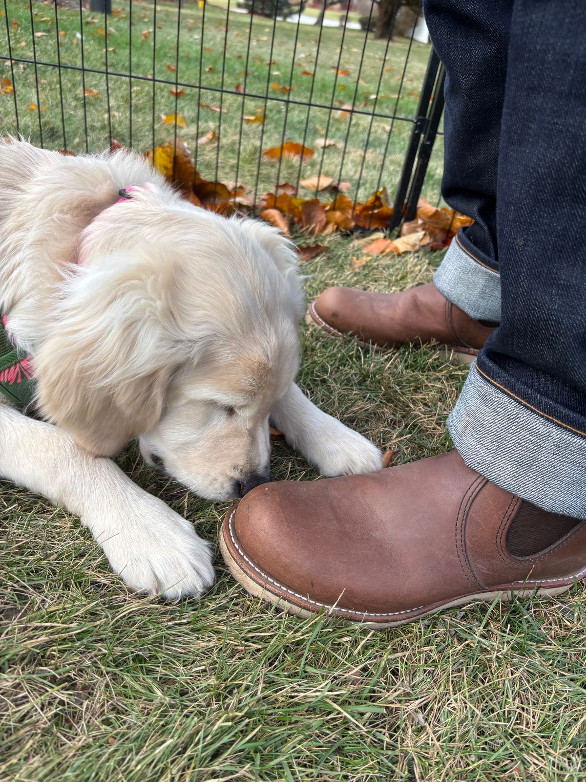 Photo by Sober_And_Faded on November 23, 2025 of the Red Wing Classic Chelsea in S.B. Foot Amber Harness.
