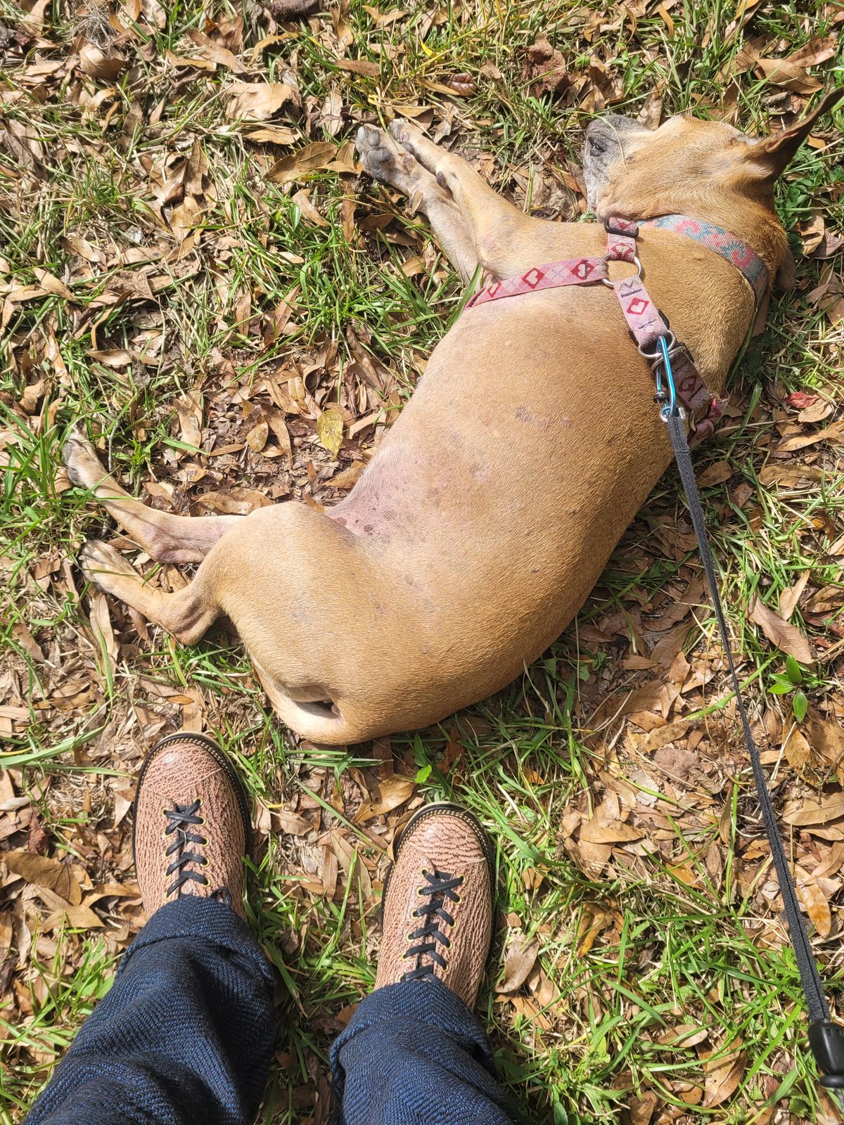 Photo by markieballa on November 12, 2024 of the Fortis Boots Wukong in Conceria Cloe Gem Shark.