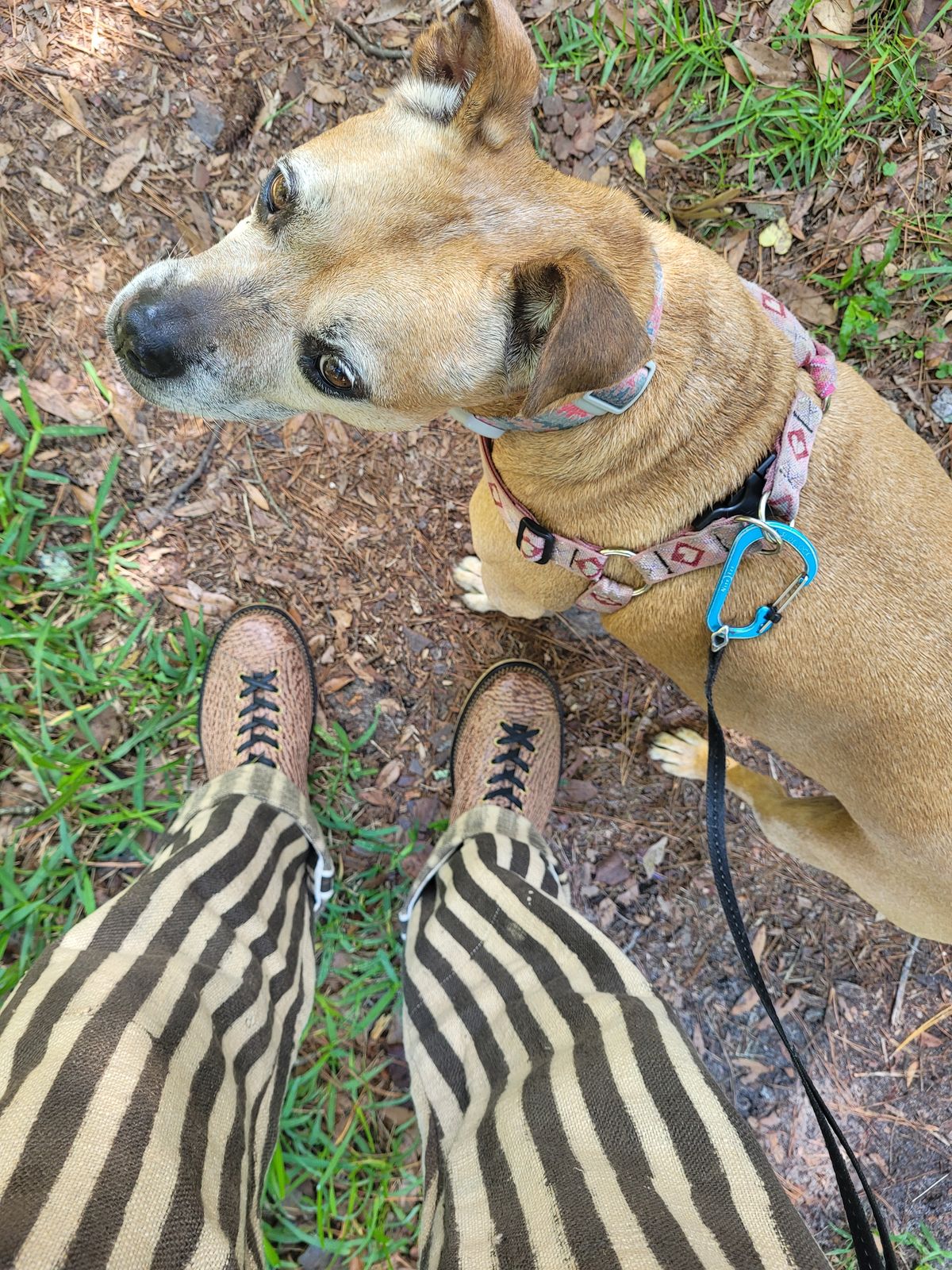 Photo by markieballa on June 16, 2025 of the Fortis Boots Wukong in Conceria Cloe Gem Shark.