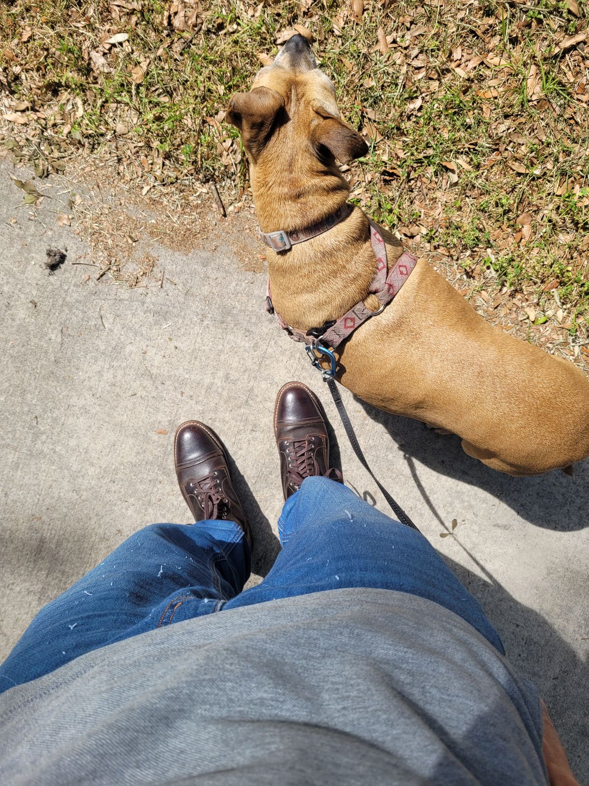 Photo by markieballa on April 20, 2025 of the Thursday Logger in Horween Waxed Cacao.