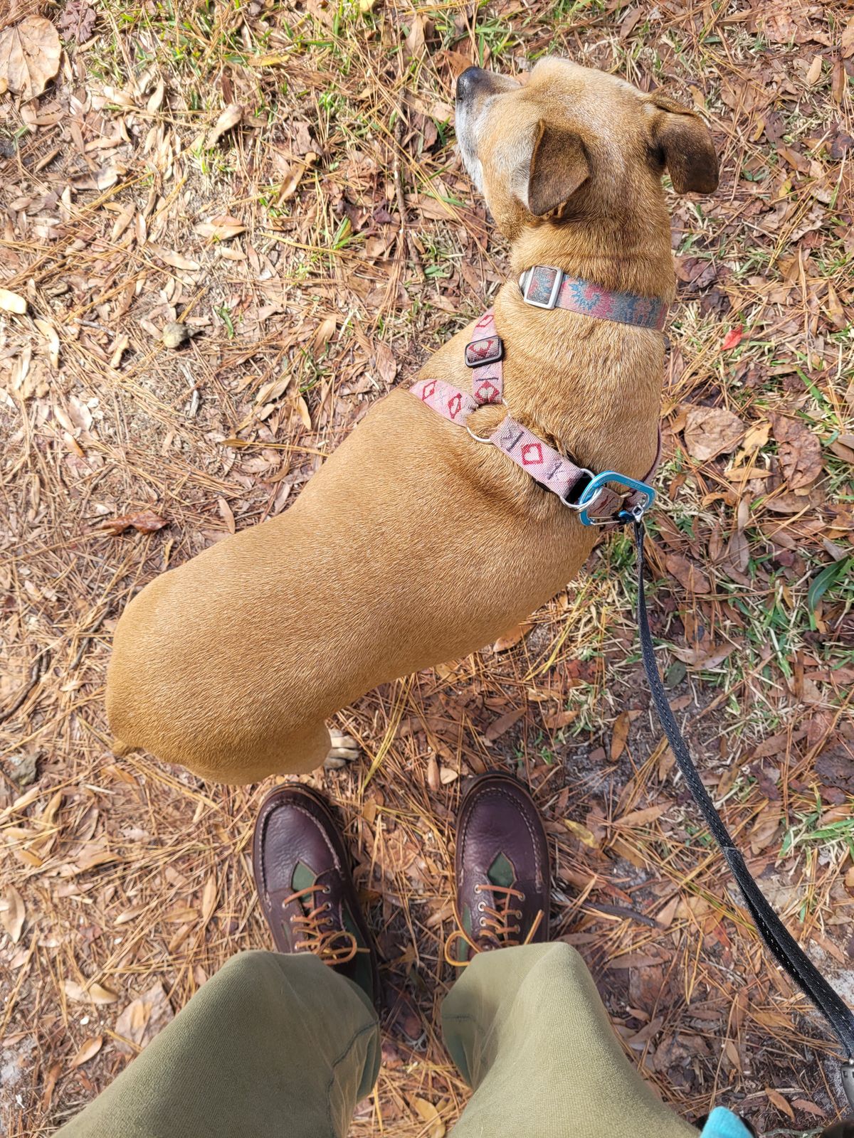 Photo by markieballa on December 15, 2024 of the Easymoc Rangeley Boot in Seidel Chocolate Grizzly & Martexin Green Waxed Canvas.