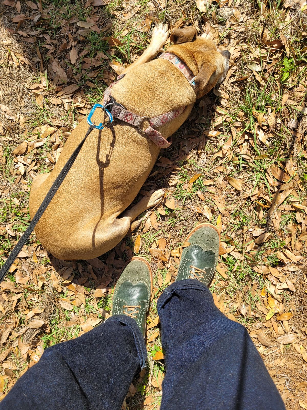 Photo by markieballa on March 14, 2025 of the Fortis Boots Wingtip Boots in Badalassi Carlo Waxy Ortensia & Badalassi Carlo Waxy Ortensia Roughout.
