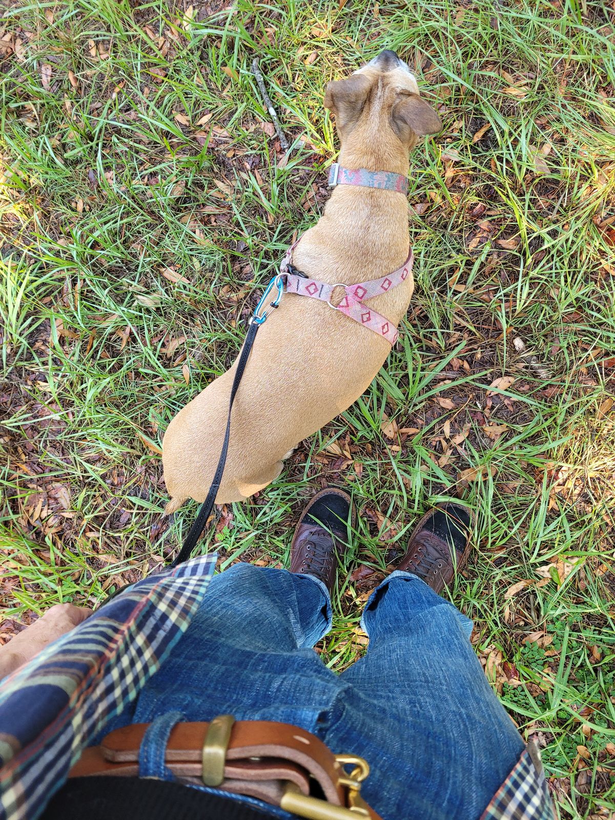 Photo by markieballa on September 20, 2025 of the White's Bounty Hunter in Law Tanning Brown Bison & Seidel Black Oil Tan Roughout.