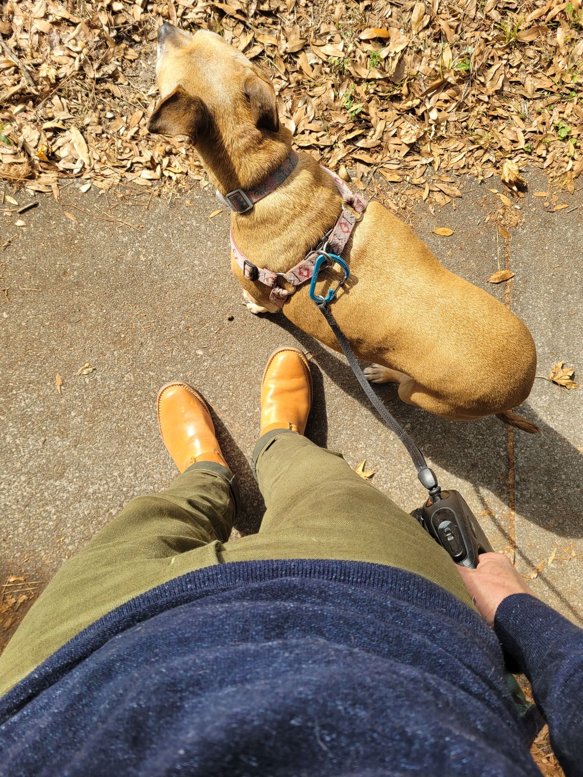 Photo by markieballa on December 9, 2024 of the Wesco Mister Lou in Maryam Natural Horsebutt.
