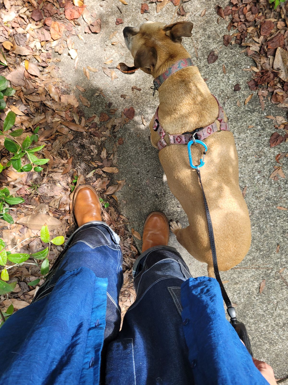 Photo by markieballa on June 14, 2025 of the Wesco Mister Lou in Maryam Natural Horsebutt.