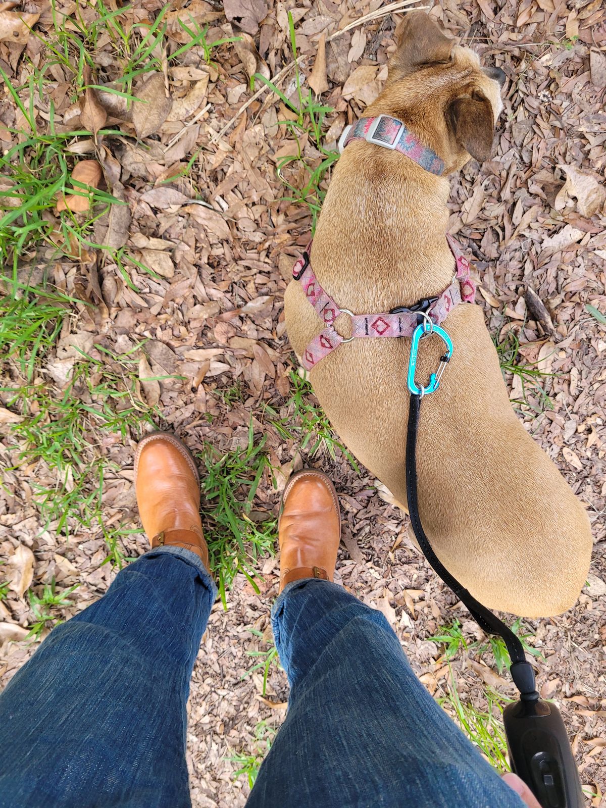Photo by markieballa on July 11, 2025 of the Wesco Mister Lou in Maryam Natural Horsebutt.