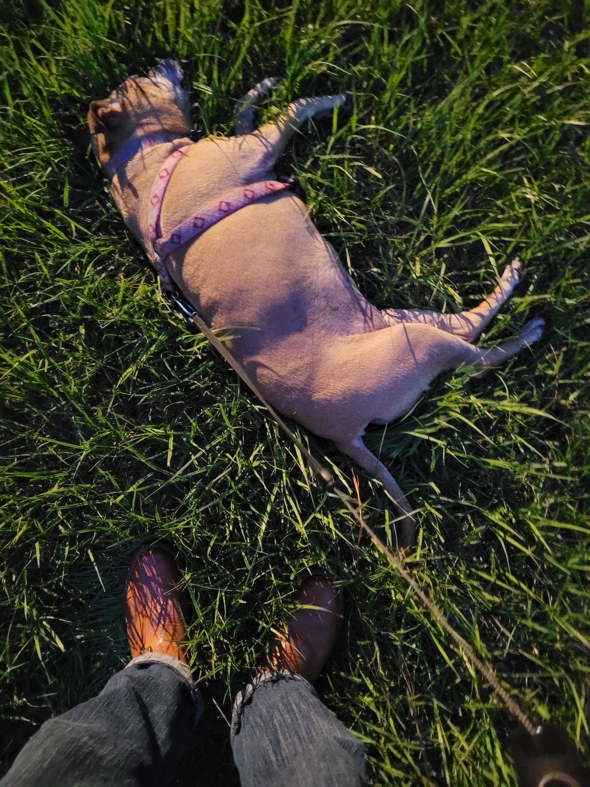 Photo by markieballa on July 12, 2025 of the Wesco Mister Lou in Maryam Natural Horsebutt.