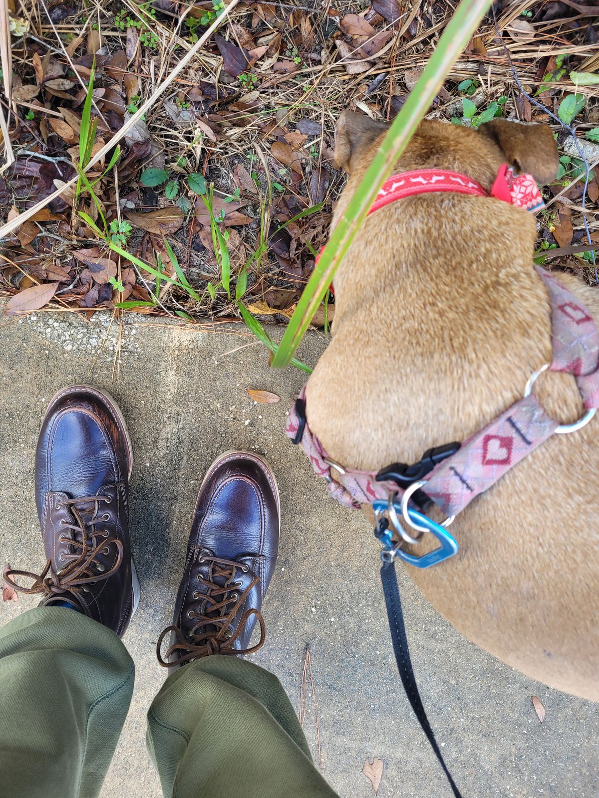 Photo by markieballa on December 31, 2024 of the Wolverine 1000 Mile Moc-Toe Boot in Horween Arabica Lux Calfskin.