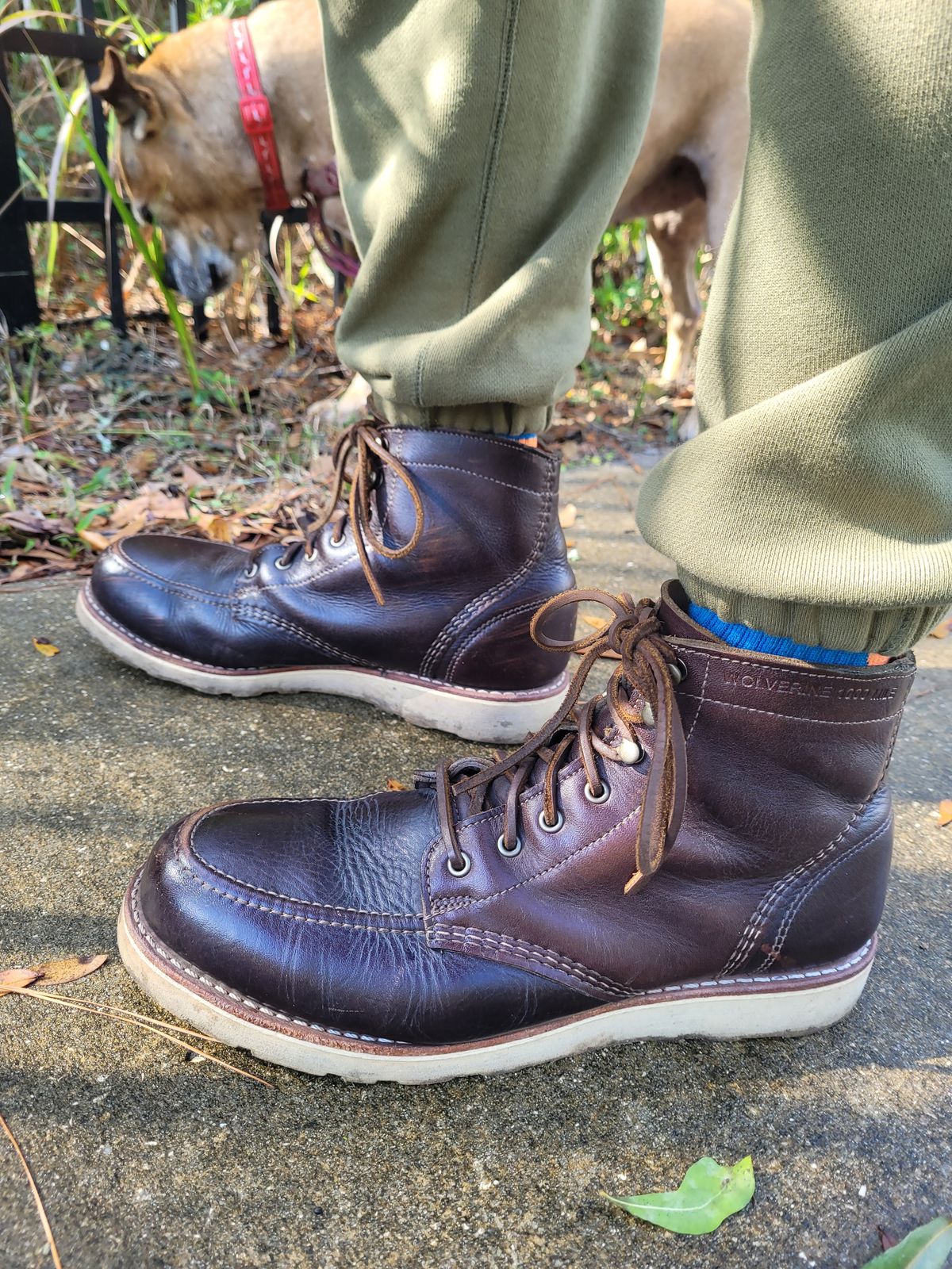 Photo by markieballa on December 31, 2024 of the Wolverine 1000 Mile Moc-Toe Boot in Horween Arabica Lux Calfskin.