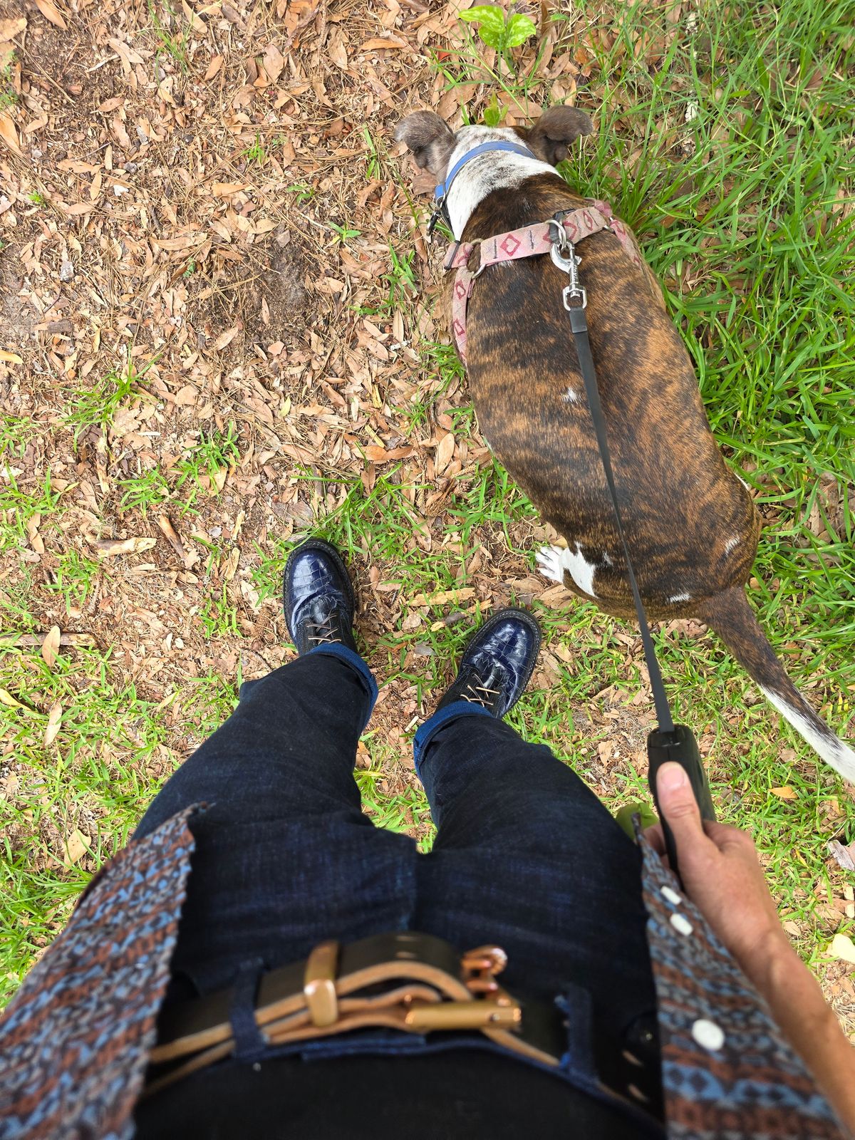 Photo by markieballa on June 8, 2026 of the Frank's Boots Type 2 Highlander in Blue Nile Crocodile & Black Roughout Work Leather.